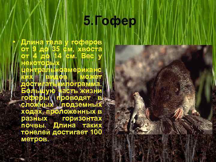  5. Гофер • Длина тела у гоферов от 9 до 35 см, хвоста
