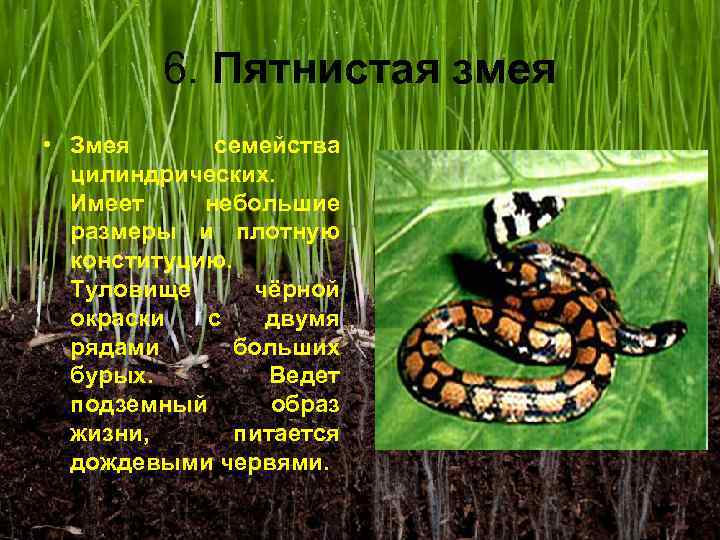 6. Пятнистая змея • Змея семейства цилиндрических. Имеет небольшие размеры и плотную конституцию. Туловище