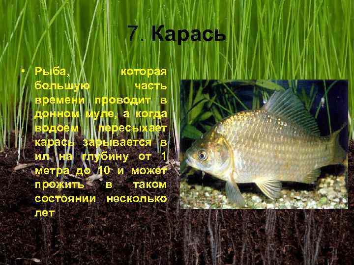 7. Карась • Рыба, которая большую часть времени проводит в донном муле, а когда
