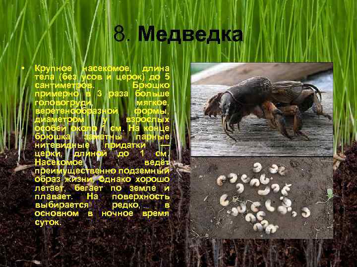 8. Медведка • Крупное насекомое, длина тела (без усов и церок) до 5 сантиметров.