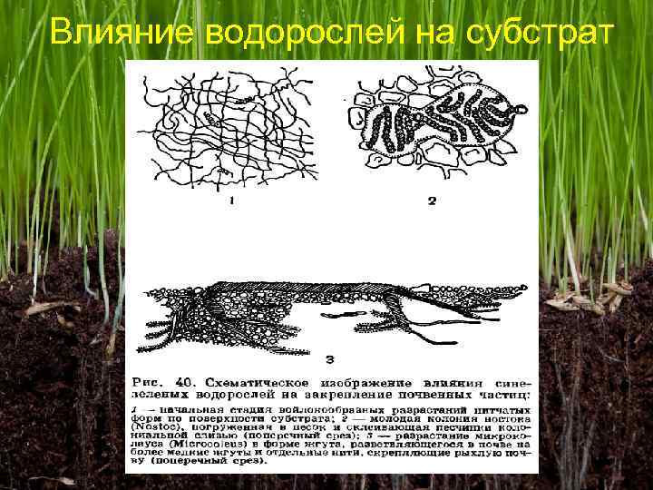 Влияние водорослей на субстрат 