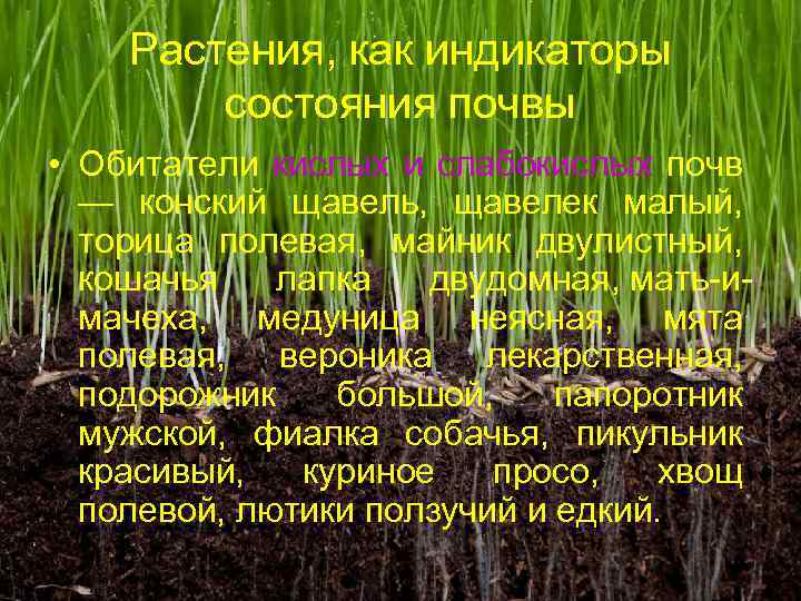 Растения, как индикаторы состояния почвы • Обитатели кислых и слабокислых почв — конский щавель,