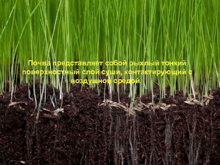 Почва представляет собой рыхлый тонкий поверхностный слой суши, контактирующий с воздушной средой. 