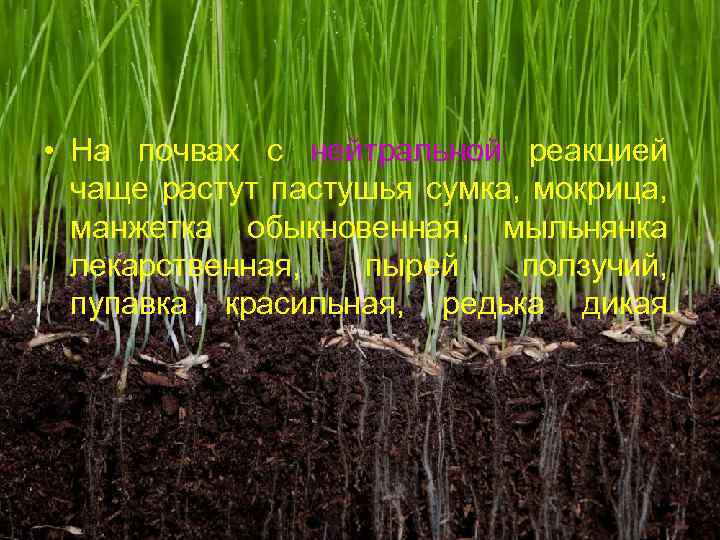  • На почвах с нейтральной реакцией чаще растут пастушья сумка, мокрица, манжетка обыкновенная,