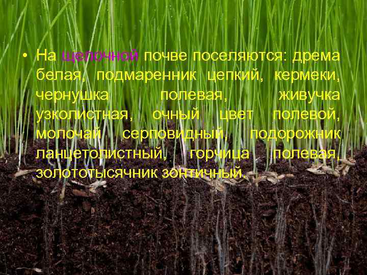  • На щелочной почве поселяются: дрема белая, подмаренник цепкий, кермеки, чернушка полевая, живучка