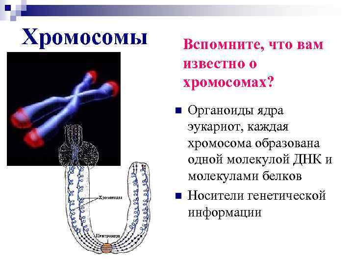Хромосомы Вспомните, что вам известно о хромосомах? n n Органоиды ядра эукариот, каждая хромосома