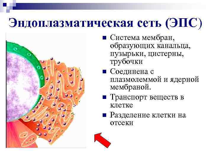 Эндоплазматическая сеть (ЭПС) n n Система мембран, образующих канальца, пузырьки, цистерны, трубочки Соединена с