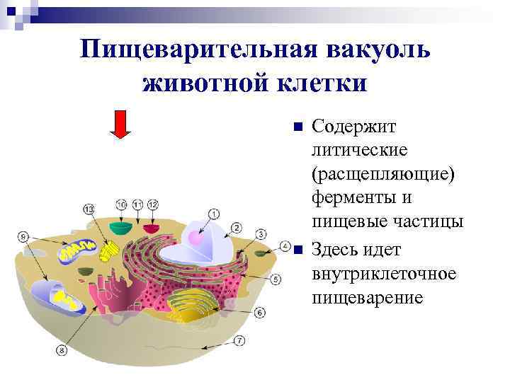 Пищеварительная вакуоль животной клетки n n Содержит литические (расщепляющие) ферменты и пищевые частицы Здесь