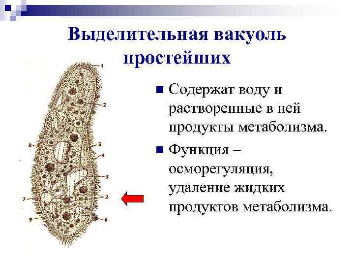 Выделительная вакуоль простейших Содержат воду и растворенные в ней продукты метаболизма. n Функция –