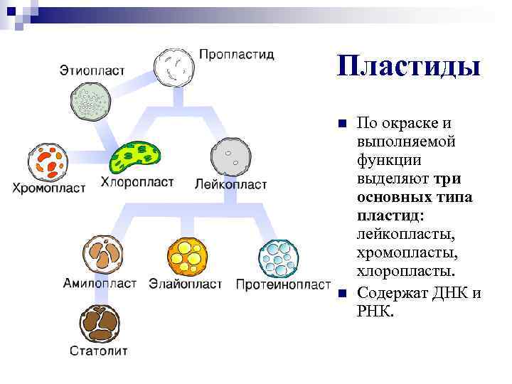 Пластиды n n По окраске и выполняемой функции выделяют три основных типа пластид: лейкопласты,