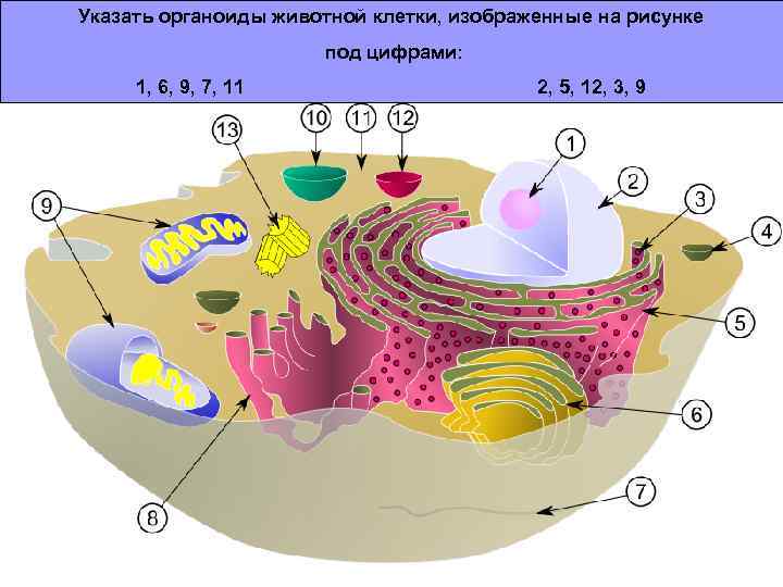 Указать органоиды животной клетки, изображенные на рисунке под цифрами: 1, 6, 9, 7, 11