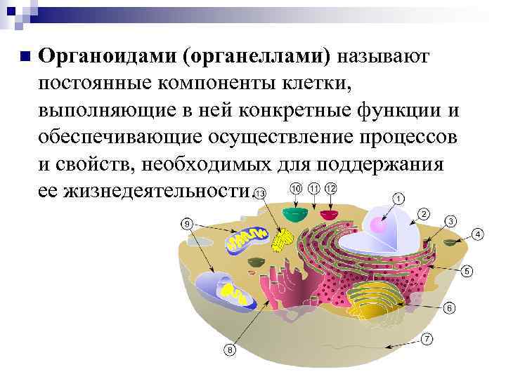 n Органоидами (органеллами) называют постоянные компоненты клетки, выполняющие в ней конкретные функции и обеспечивающие