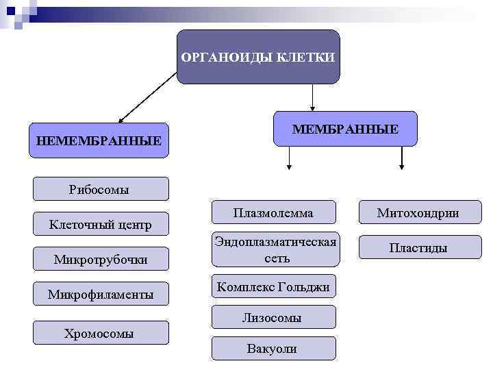 ОРГАНОИДЫ КЛЕТКИ НЕМЕМБРАННЫЕ Рибосомы Клеточный центр Микротрубочки Микрофиламенты Плазмолемма Митохондрии Эндоплазматическая сеть Пластиды Комплекс