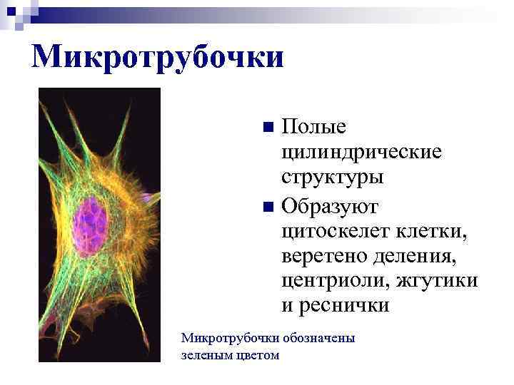 Микротрубочки Полые цилиндрические структуры n Образуют цитоскелет клетки, веретено деления, центриоли, жгутики и реснички