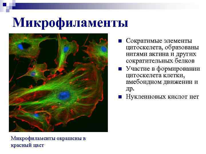 Микрофиламенты n n n Микрофиламенты окрашены в красный цвет Сократимые элементы цитоскелета, образованы нитями