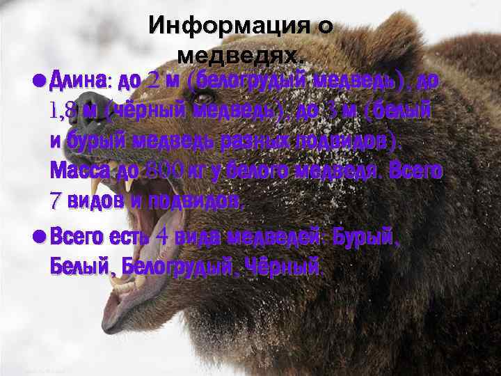 Информация о медведях. • Длина: до 2 м (белогрудый медведь), до 1, 8 м