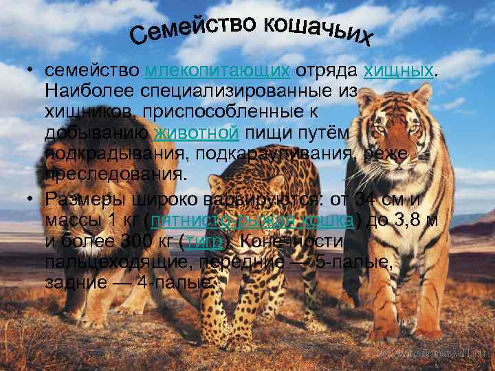  • семейство млекопитающих отряда хищных. Наиболее специализированные из хищников, приспособленные к добыванию животной