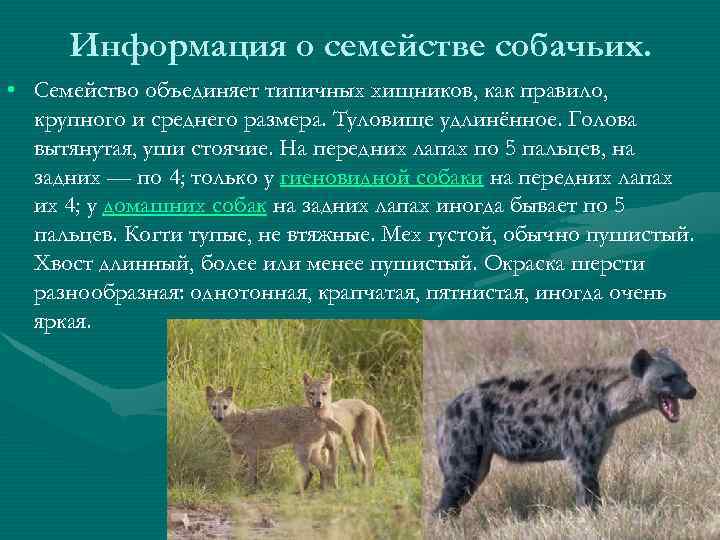 Информация о семействе собачьих. • Семейство объединяет типичных хищников, как правило, крупного и среднего