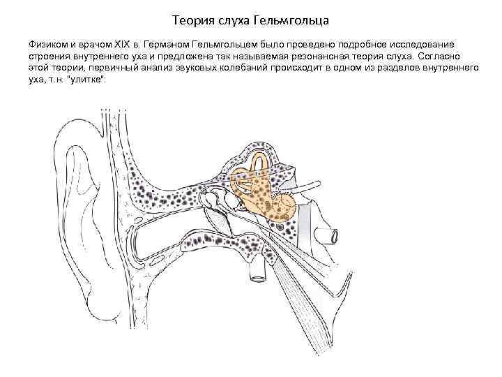 Теория слуха Гельмгольца Физиком и врачом XIX в. Германом Гельмгольцем было проведено подробное исследование