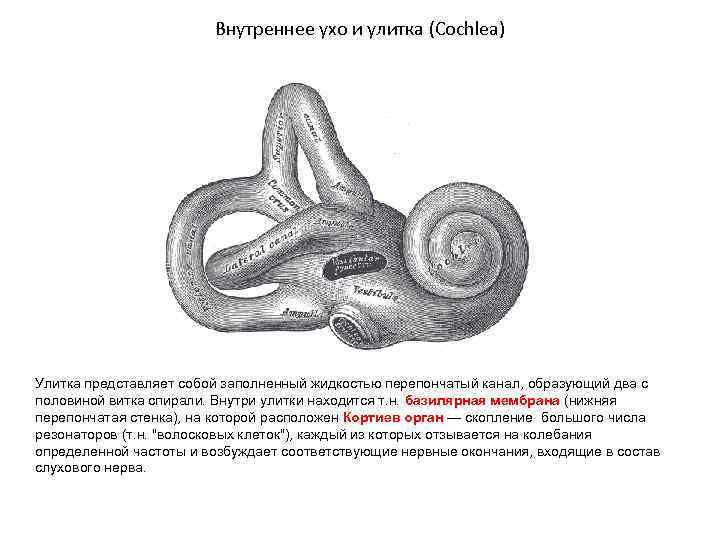 Внутреннее ухо и улитка (Cochlea) Улитка представляет собой заполненный жидкостью перепончатый канал, образующий два