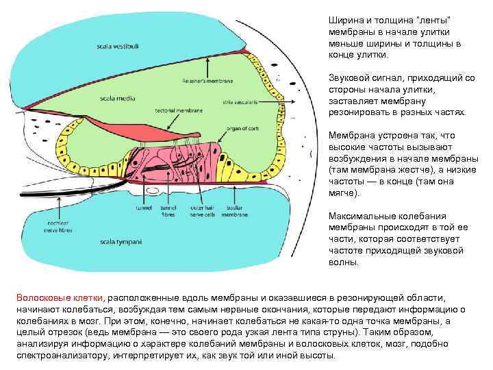 Ширина и толщина “ленты” мембраны в начале улитки меньше ширины и толщины в конце