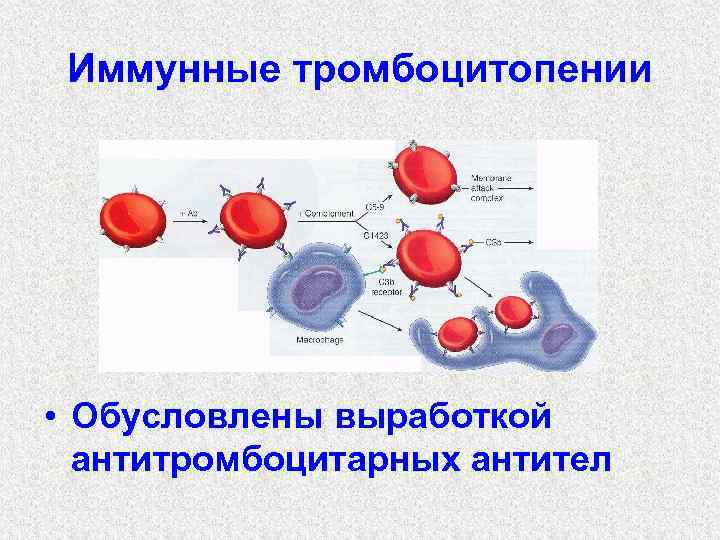 Иммунные тромбоцитопении • Обусловлены выработкой антитромбоцитарных антител 