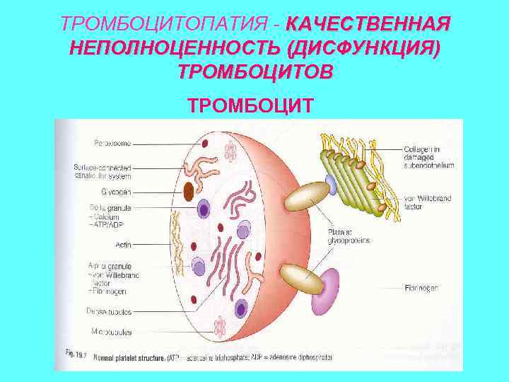 ТРОМБОЦИТОПАТИЯ - КАЧЕСТВЕННАЯ НЕПОЛНОЦЕННОСТЬ (ДИСФУНКЦИЯ) ТРОМБОЦИТОВ ТРОМБОЦИТ 