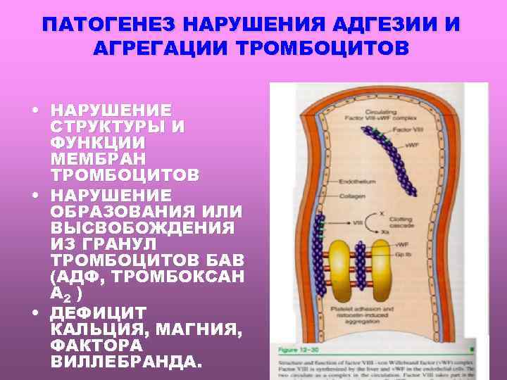 ПАТОГЕНЕЗ НАРУШЕНИЯ АДГЕЗИИ И АГРЕГАЦИИ ТРОМБОЦИТОВ • НАРУШЕНИЕ СТРУКТУРЫ И ФУНКЦИИ МЕМБРАН ТРОМБОЦИТОВ •