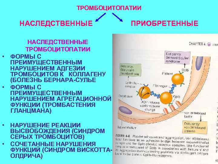 ТРОМБОЦИТОПАТИИ НАСЛЕДСТВЕННЫЕ ТРОМБОЦИТОПАТИИ • ФОРМЫ С ПРЕИМУЩЕСТВЕННЫМ НАРУШЕНИЕМ АДГЕЗИИ ТРОМБОЦИТОВ К КОЛЛАГЕНУ (БОЛЕЗНЬ БЕРНАРА-СУЛЬЕ