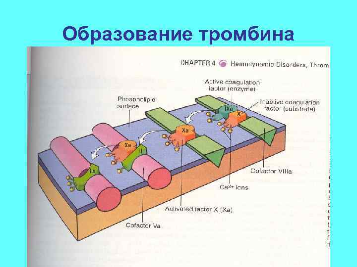 Образование тромбина 