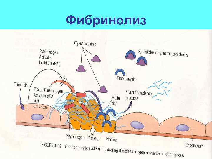 Фибринолиз 