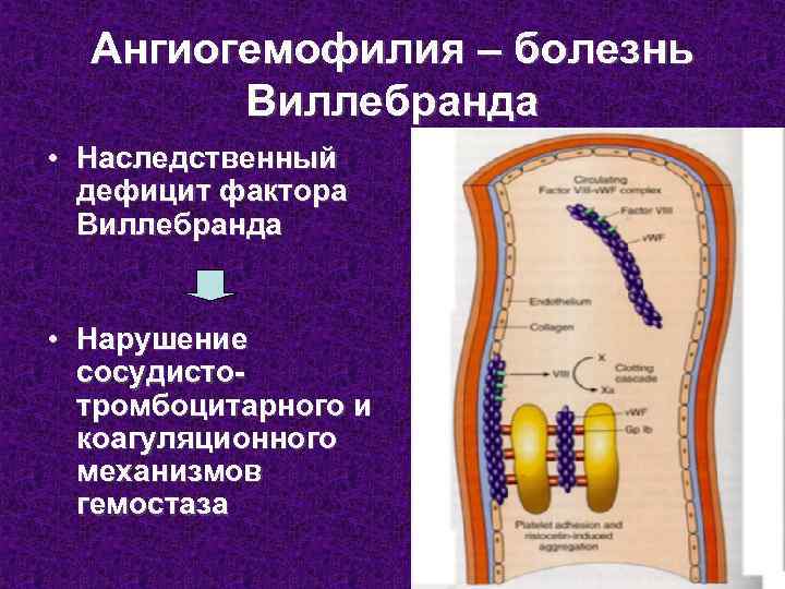 Болезнь виллебранда презентация