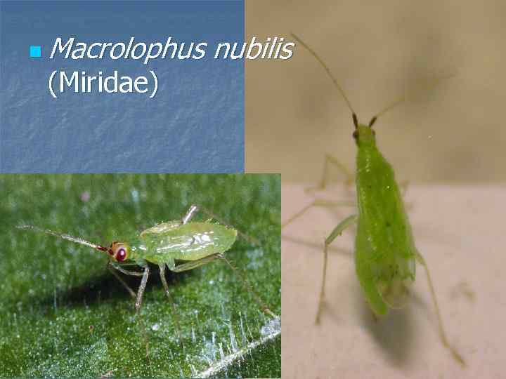 n Macrolophus (Miridae) nubilis 