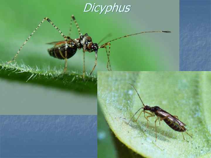 Dicyphus 
