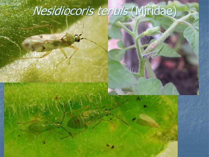Nesidiocoris tenuis (Miridae) 