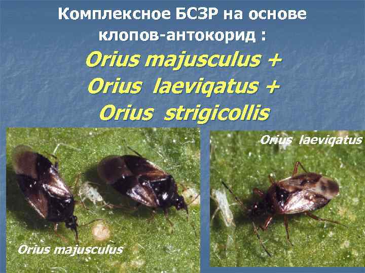 Комплексное БСЗР на основе клопов-антокорид : Orius majusculus + Orius laeviqatus + Orius strigicollis
