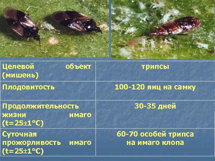 Целевой (мишень) объект Плодовитость 100 -120 яиц на самку Продолжительность жизни имаго (t=25 1°С)