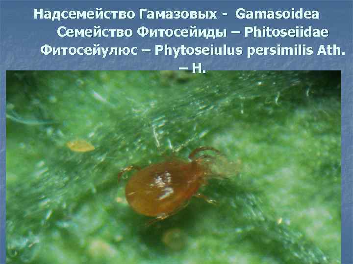 Надсемейство Гамазовых - Gamasoidea Семейство Фитосейиды – Phitoseiidae Фитосейулюс – Phytoseiulus persimilis Ath. –
