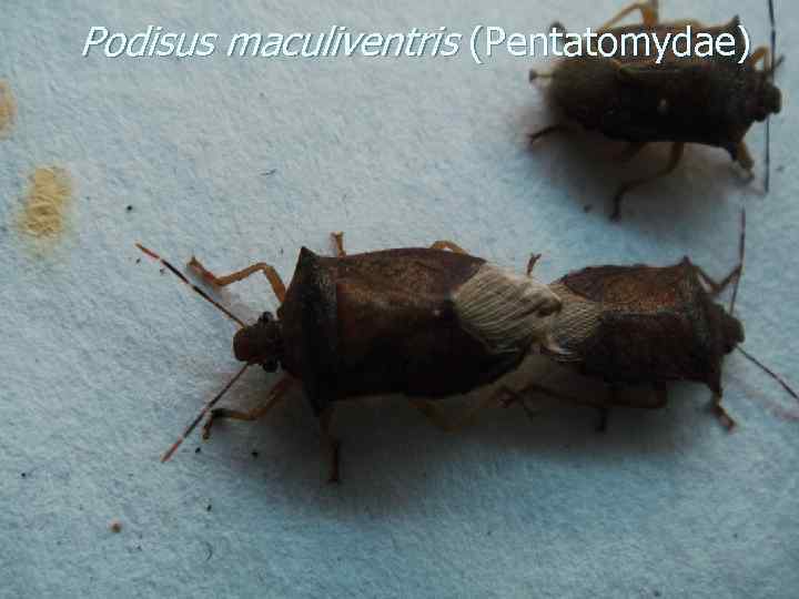 Podisus maculiventris (Pentatomydae) 