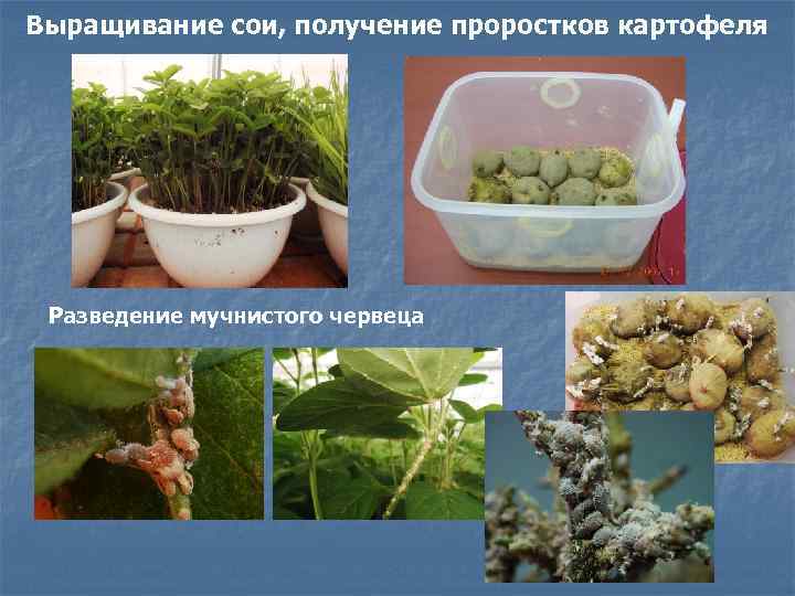 Выращивание сои, получение проростков картофеля Разведение мучнистого червеца 