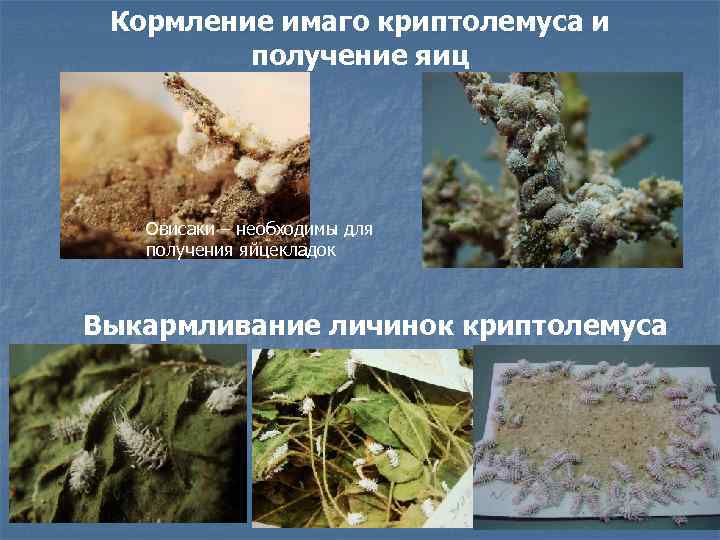 Кормление имаго криптолемуса и получение яиц Овисаки – необходимы для получения яйцекладок Выкармливание личинок