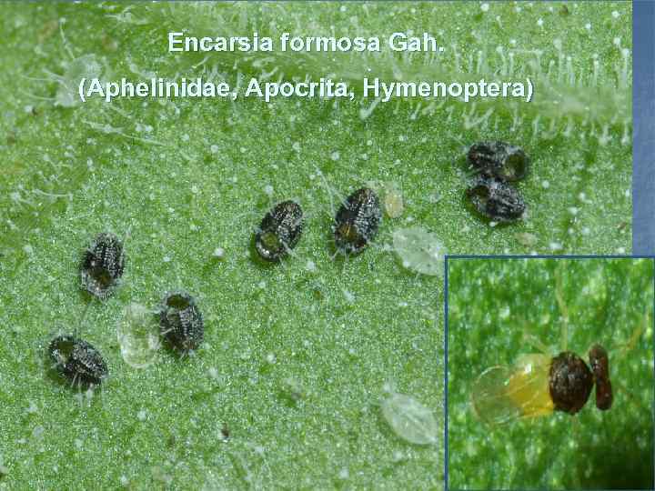 Encarsia formosa Gah. (Aphelinidae, Apocrita, Hymenoptera) 