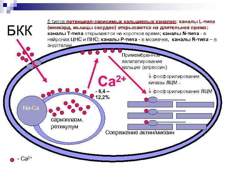 БКК 5 типов потенциал-зависимых кальциевых каналов: каналы L-типа (миокард, мышцы сосудов) открываются на длительное