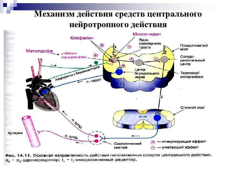 Механизм действия средств центрального нейротропного действия 