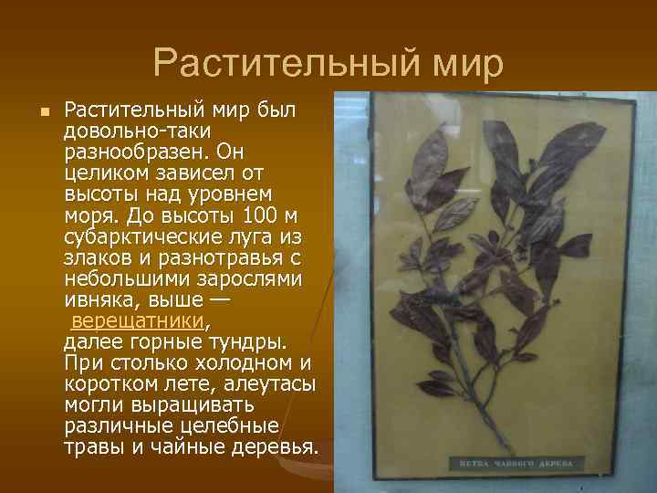 Растительный мир n Растительный мир был довольно-таки разнообразен. Он целиком зависел от высоты над