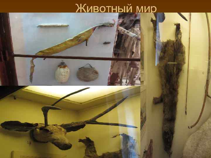 Животный мир 