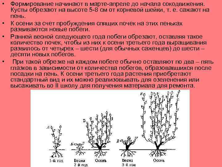 Схема посадки момордики