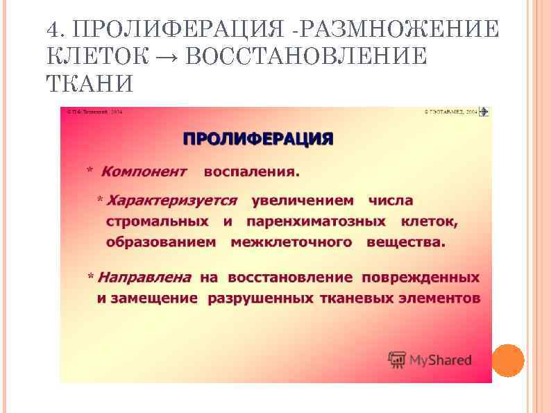 4. ПРОЛИФЕРАЦИЯ -РАЗМНОЖЕНИЕ КЛЕТОК → ВОССТАНОВЛЕНИЕ ТКАНИ 