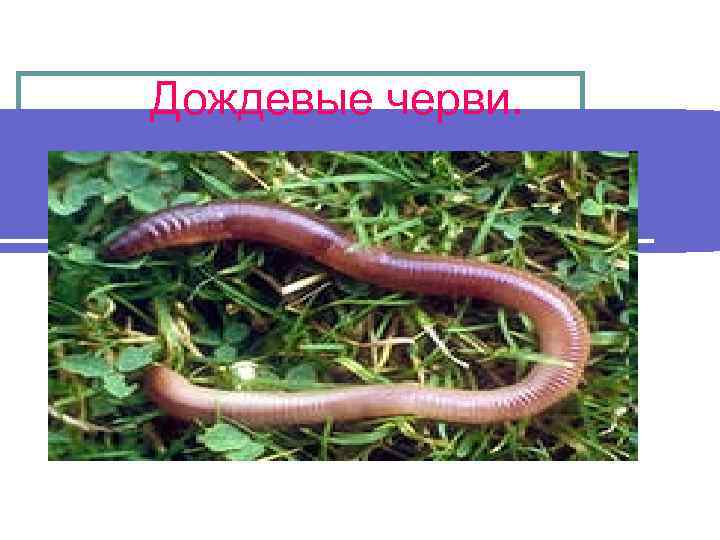 Дождевые черви. 