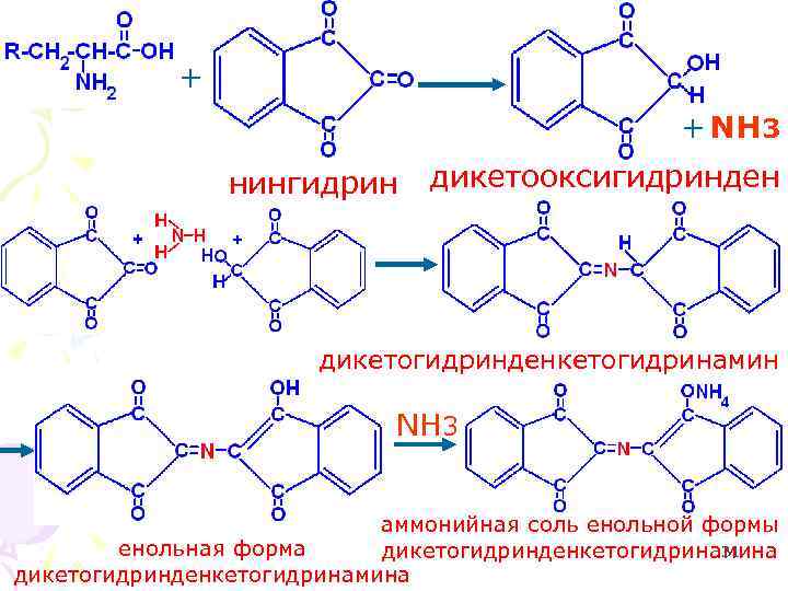 + + NH 3 нингидрин дикетооксигидринден дикетогидринденкетогидринамин NH 3 аммонийная соль енольной формы енольная
